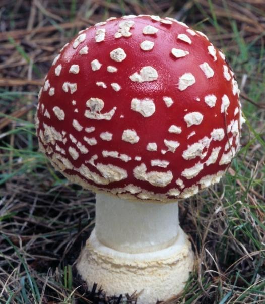 De meest giftige paddenstoel: foto en beschrijving
