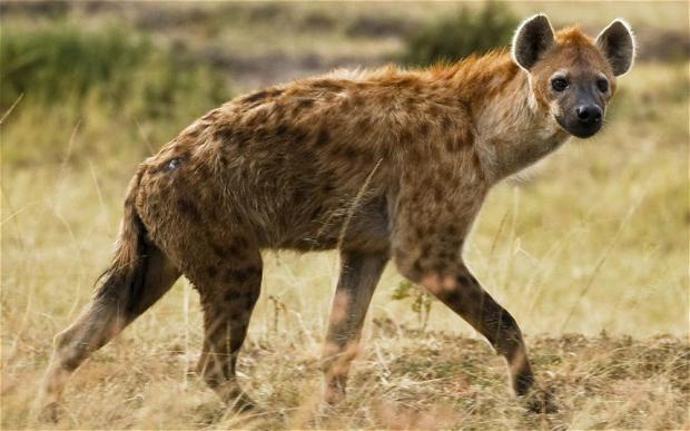 Savannah of Africa: foto. Dieren van de savanne van Afrika