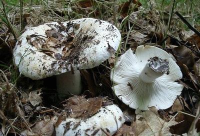 Eetbare paddenstoel, vergelijkbaar met een paddestoel