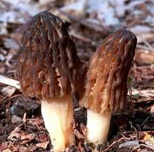 wanneer paddestoelen verzamelen