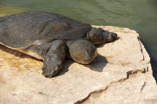 hoe lang leeft de schildpad nog?