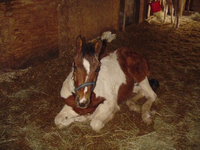 Hoeveel paarden leven er? Zorg en onderhoud