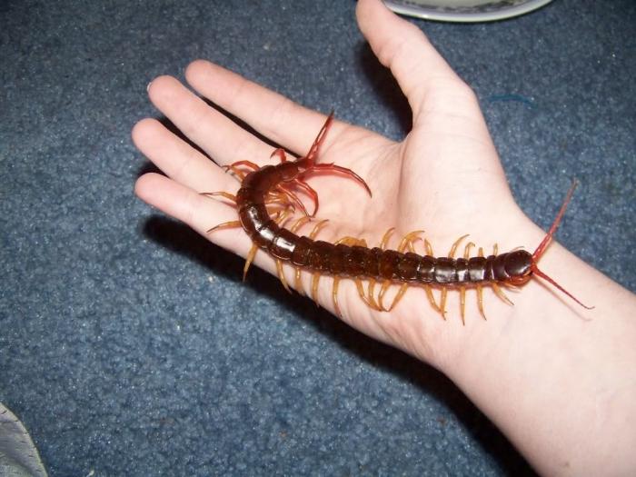 Scolopendra huis - een giftige vriend van het gezin