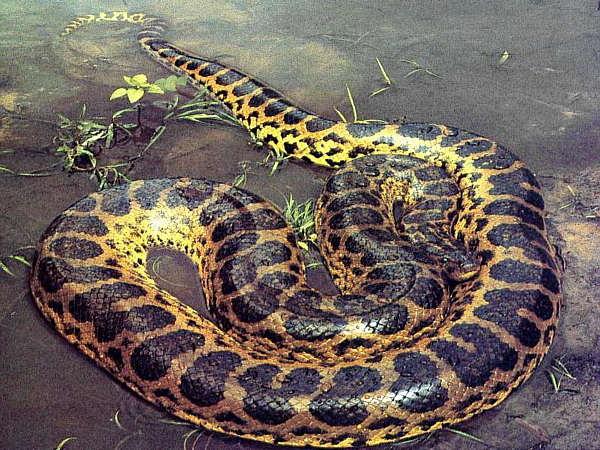 Snake anaconda