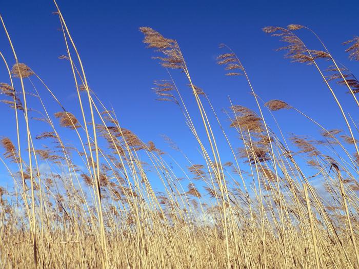 Reed gewone: beschrijving, toepassing, foto