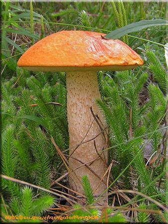 Voorbeelden van tubulaire paddenstoelen