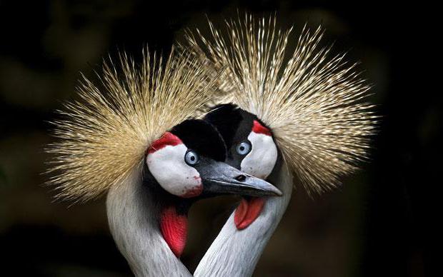 Gekroonde kraan. Hoe ziet deze vogel eruit en waar leeft deze vogel?