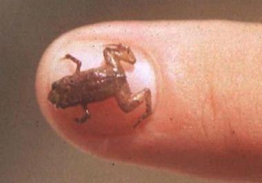 Aantekeningen van een naturalist. Wat is het - het kleinste dier ter wereld?