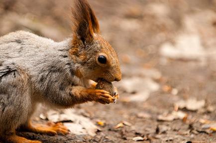 Reservaten van de regio Moskou. Eilandjes van de natuur