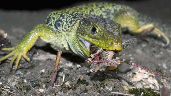 groene hagedis foto