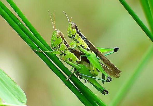 Groene sprinkhaan. Verbreed je vooruitzichten