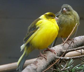 vogel siskin