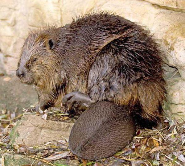 Dieren van de Oeral. Het rode gegevensboek van de Oeral