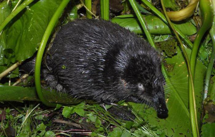 Dieren die zijn opgenomen in het Rode Boek van Perm Krai: foto, lijst