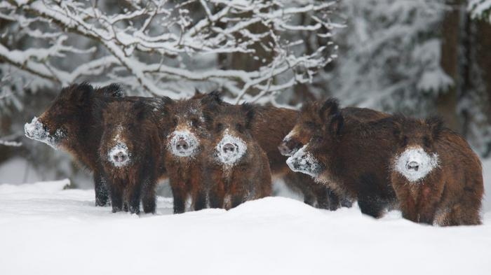 wild zwijnenjacht