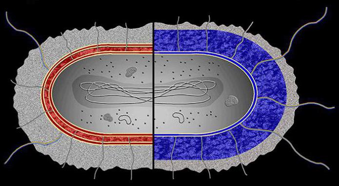 Wat onderscheidt een bacteriecel van een plantencel: kenmerken van structuur en vitale activiteit