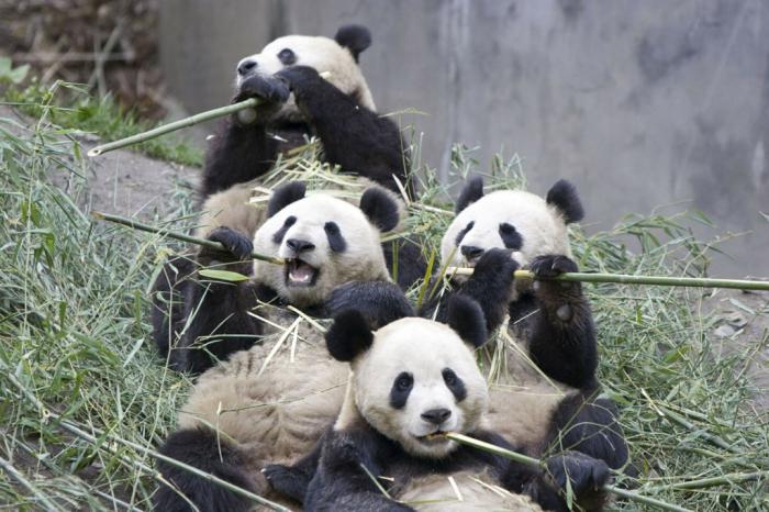 Chinese interessante feiten voor kinderen