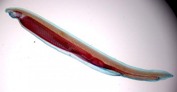 de bloedsomloop van lancelet en beenvissen
