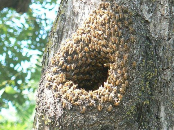 De belangrijkste bezigheid van de oude Slaven was