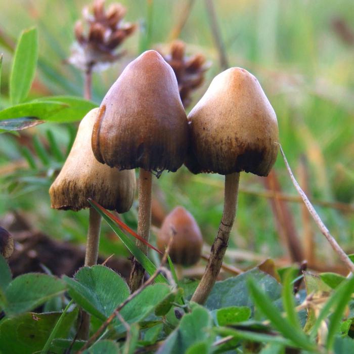 plantencellen van dieren en schimmels