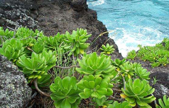 planten van de kust van de Zwarte Zee van de Kaukasus 