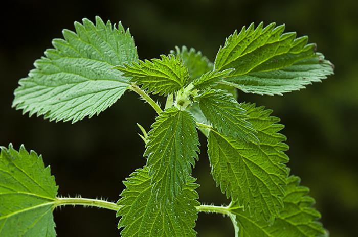 Kruidachtige planten: foto