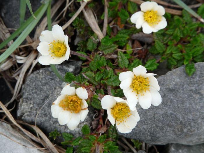 Soorten kruidachtige planten