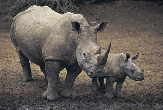 Soorten neushoorns: beschrijving. Wat is de naam van de neushoornbaby?