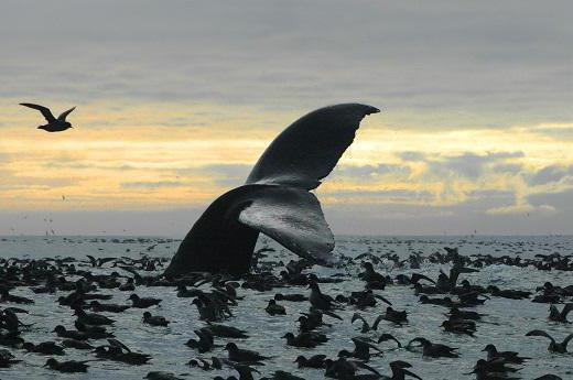 Bay of Bristol: beschrijving, functies, foto