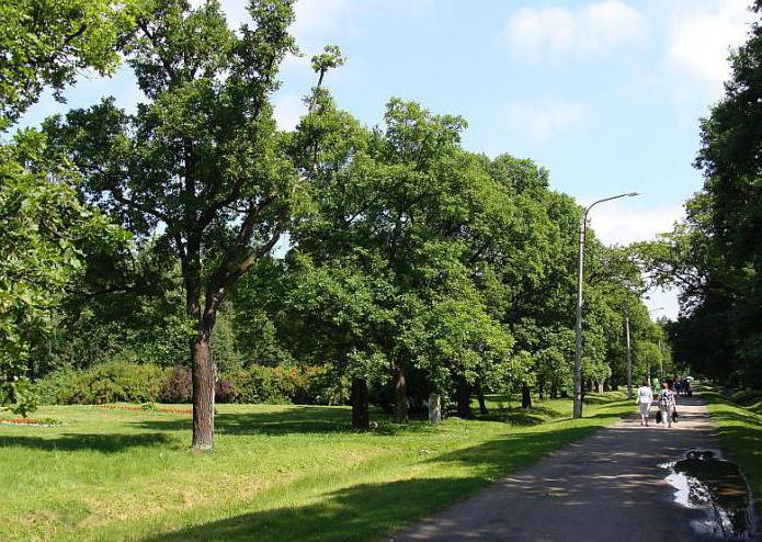 Park van eiken in Sestroretsk