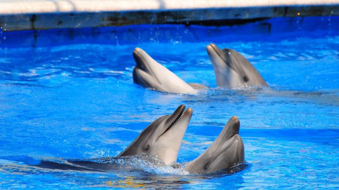 Welk dolfinarium in Sevastopol? We komen erachter!