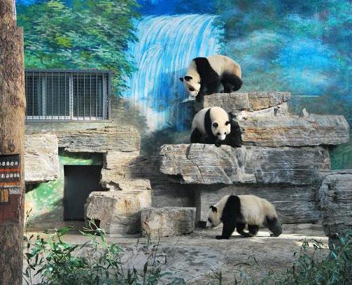 Peking dierentuin grote panda