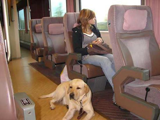 De regels voor het transport van dieren in de trein