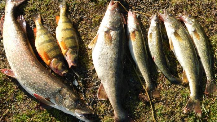 vissen op snoek en baars in het voorjaar 