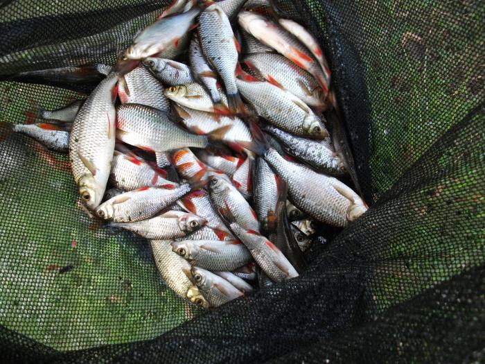 wat te vangen in de lente voorn