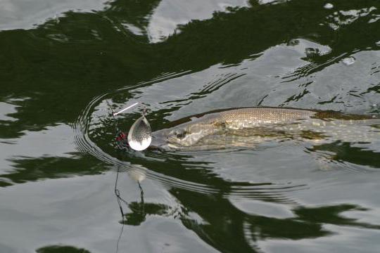 Crankbaits in de lente