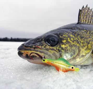 Tackles voor het vangen van snoekbaars in de winter met hun eigen handen