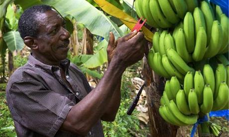 Wat is een nuttige banaan voor ons lichaam?