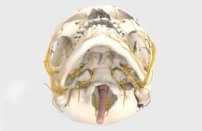 craniale zenuwen 12 paren tafelneurologie