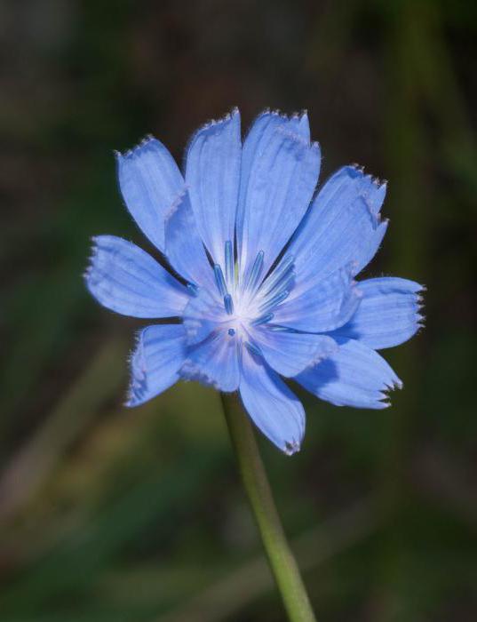 hoe je witloofbloemen gebruikt