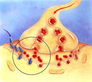 Cholinesteraseremmers: farmacologische toepassing