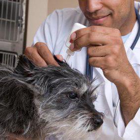 Welke druppels voor hondenoren worden gebruikt voor otitis en andere ziekten