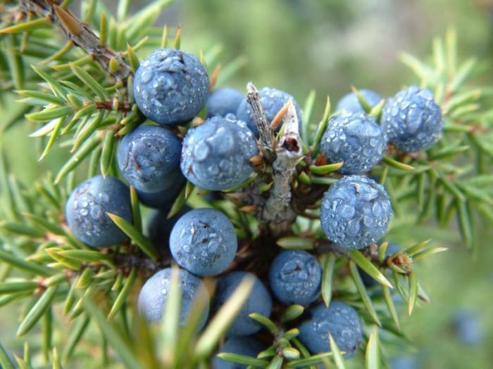 De genezende eigenschappen van jeneverbes. De natuur beschermt onze gezondheid