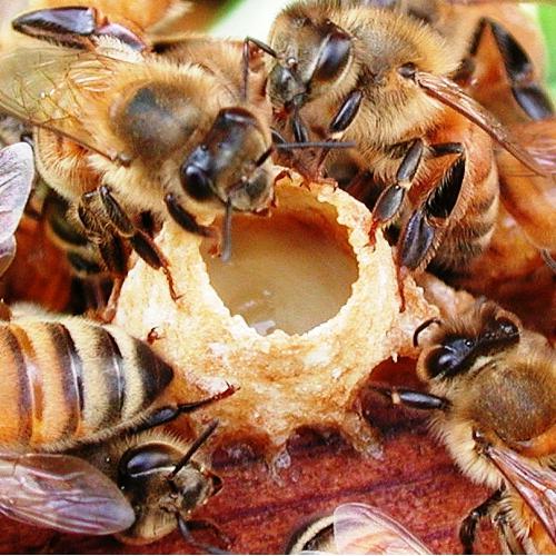 Honing met koninklijke jelly is een medicijn gepresenteerd door moeder natuur 