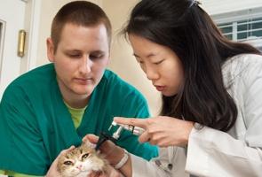 Otitis bij katten symptomen en behandeling