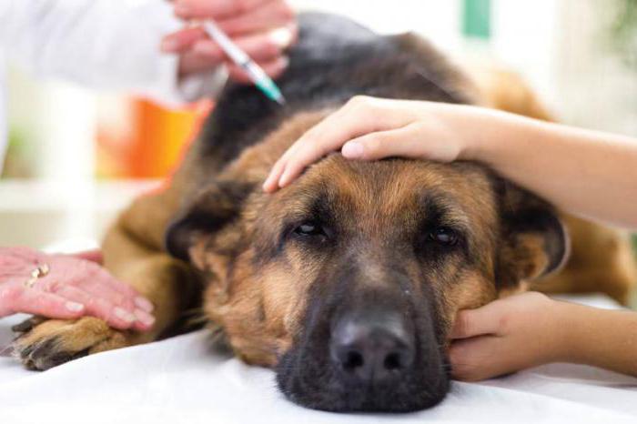 emicidin voor honden beoordelingen 