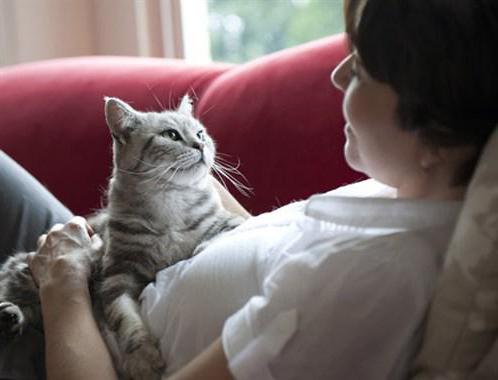 fytoelitis gezonde nieren voor katten 