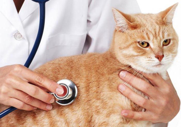 fytoelitis gezonde nieren voor katten prijs 