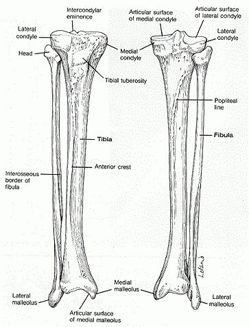 menselijke skeletstructuur