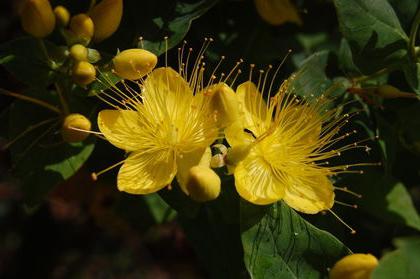 Hypericum: gebruik voor de behandeling 